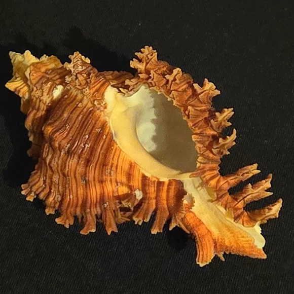 Unique Natural Seashell Collection-30yo Rare Hawaiian & 20yo Floridian, 2"-4.5" - Picture 4 of 15